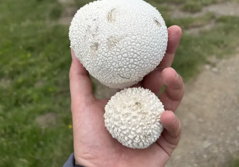 Stefano That Finds Puffball Mushroom at Corno Alle Scale