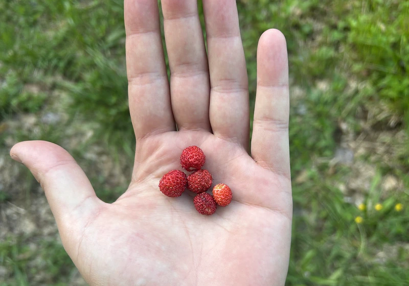 Wild Strawberries Foraged by Hand
