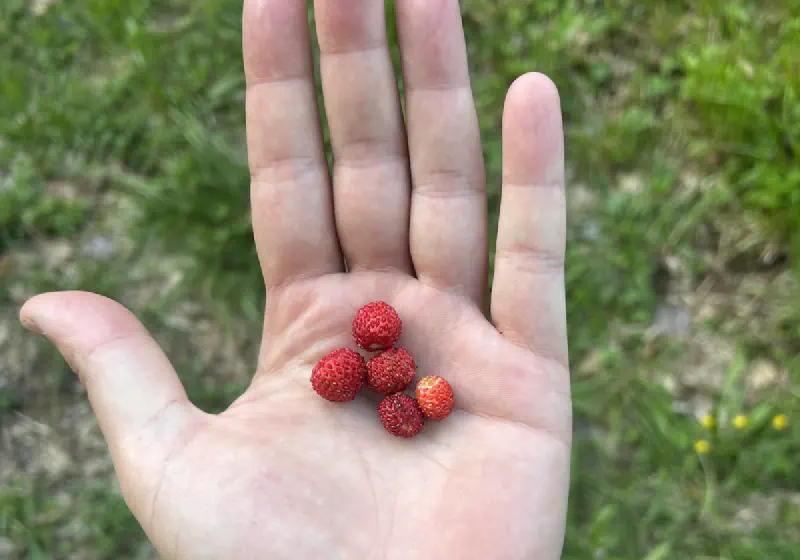 Wild Strawberries Foraged by Hand