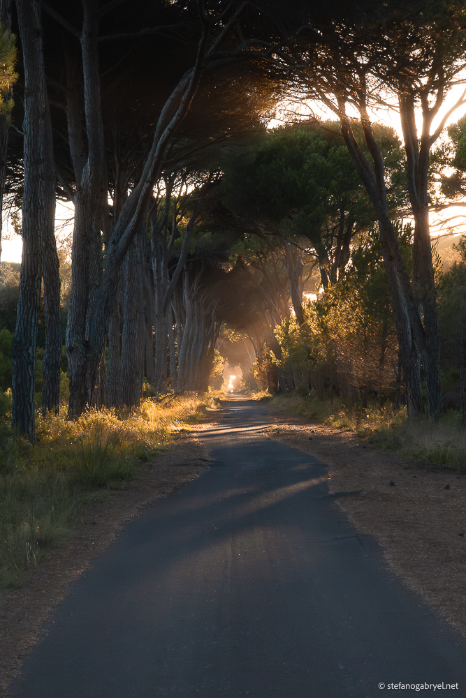 Accessible Nature in Tuscany: San Rossore Park and Beyond