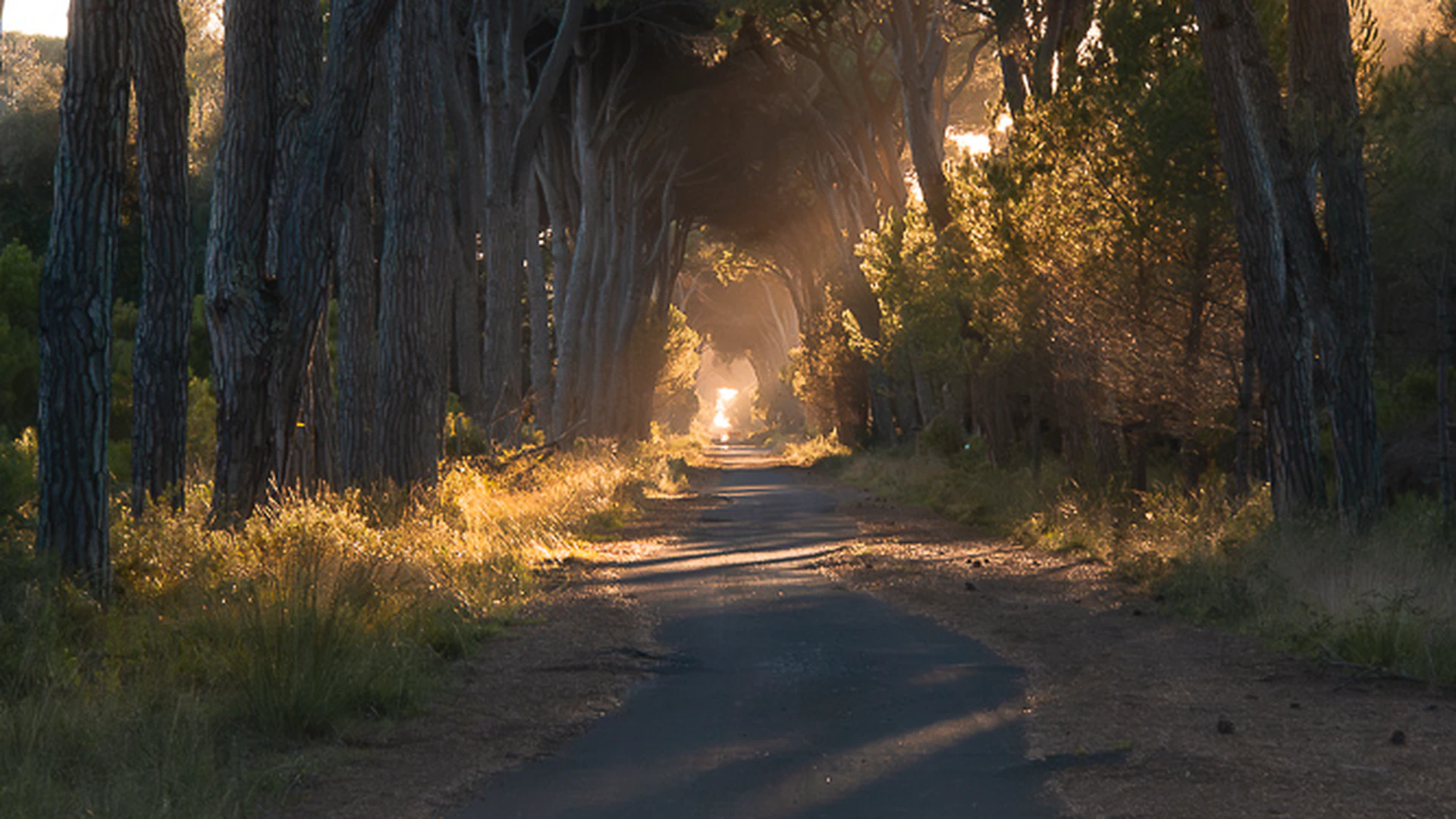 Accessible Nature in Tuscany: San Rossore Park