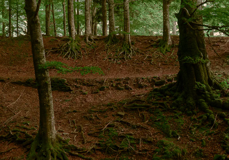 Acquerino Beeches Roots in Summer