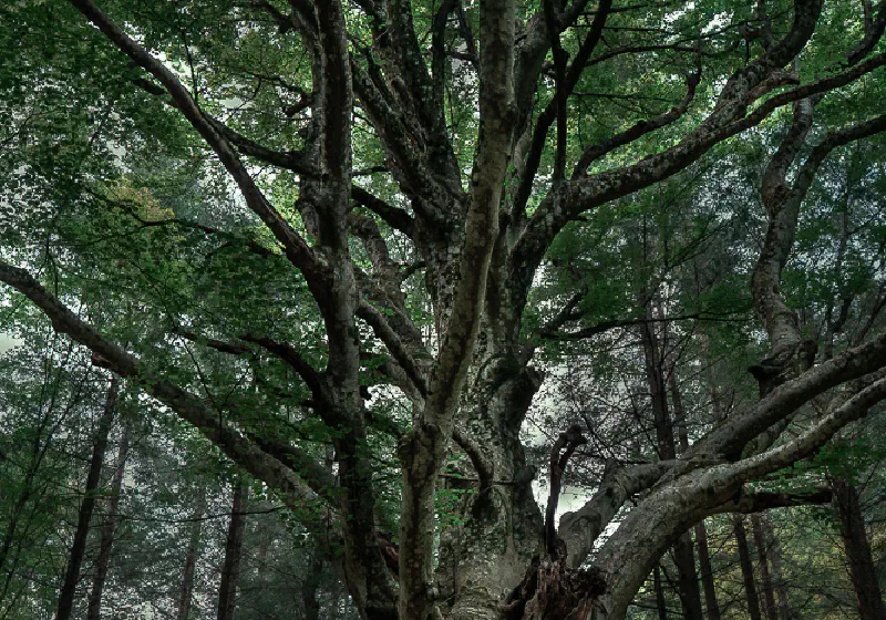 Acquerino Forest