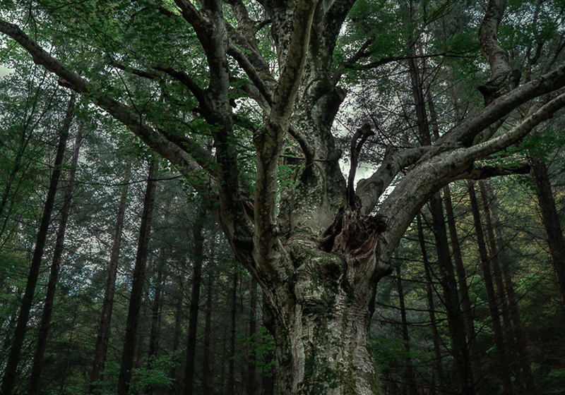 Acquerino Forest