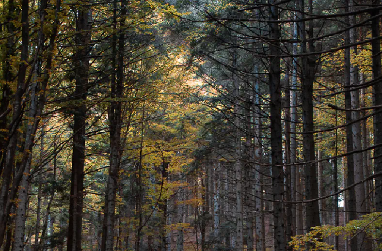 morning light at acquerino