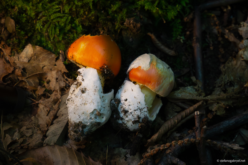 amanita-cesarea.jpg