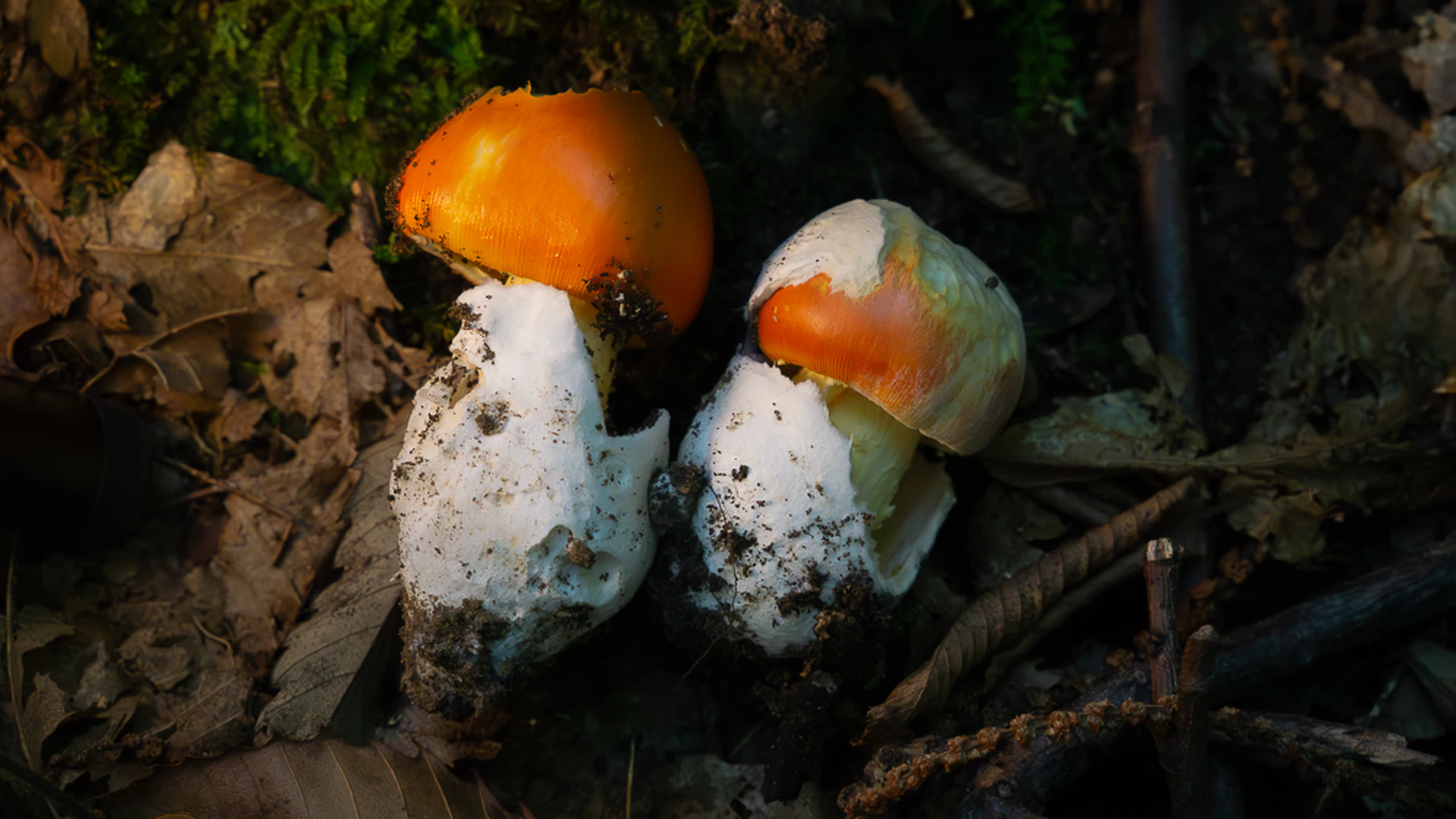 Amanita Cesarea: The Emperor's Mushroom of Tuscany