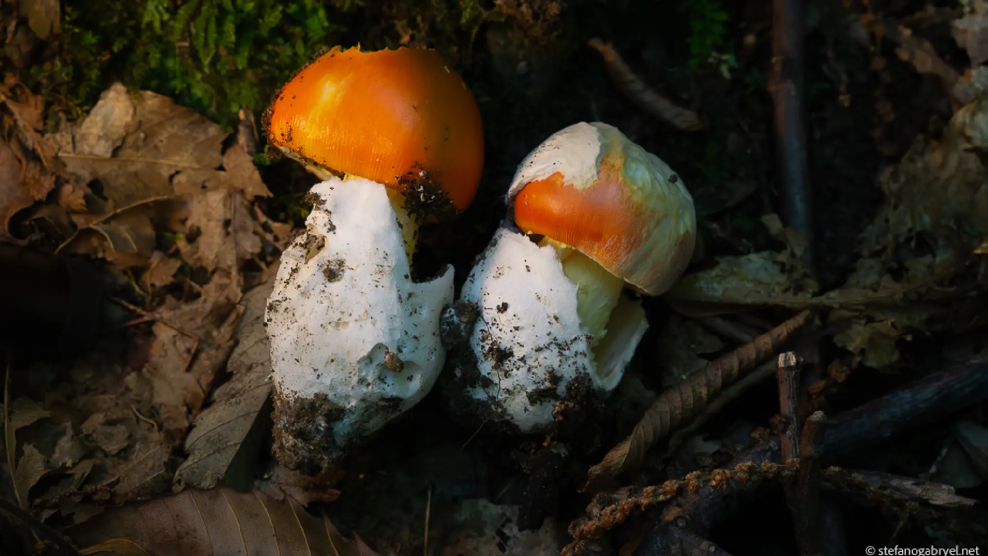 Amanita Cesarea: The Emperor's Mushroom of Tuscany