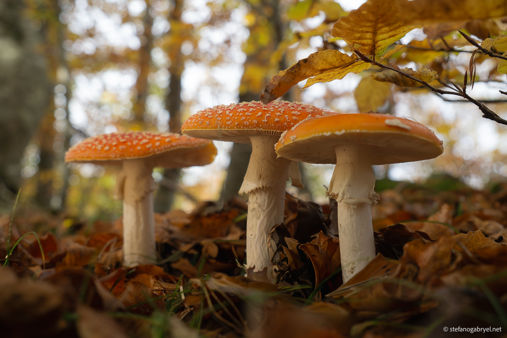 amanita-muscaria.jpg