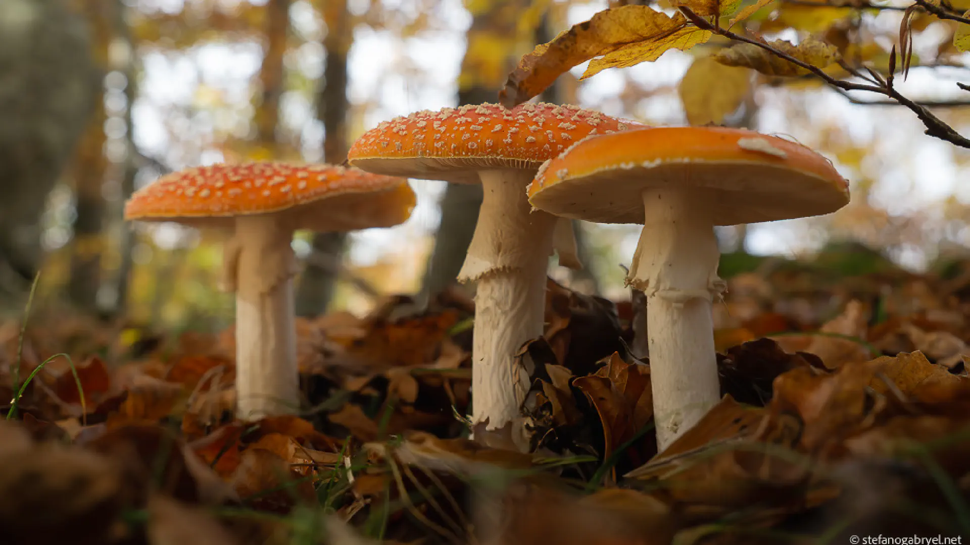 Amanita Muscaria: The Iconic Tuscan Toadstool