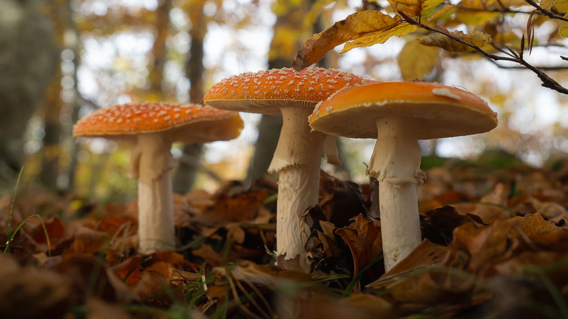 Amanita Muscaria: The Iconic Tuscan Toadstool