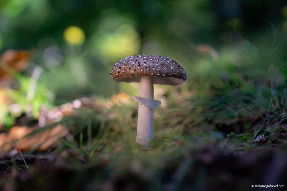 amanita-pantherina.jpg