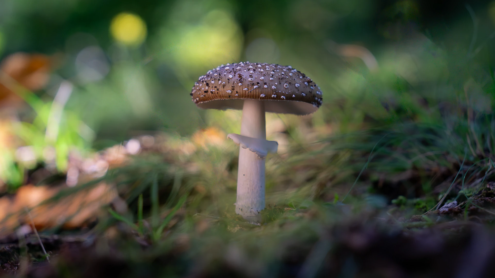 The Panther Cap: Beauty and Danger in Tuscan Forests