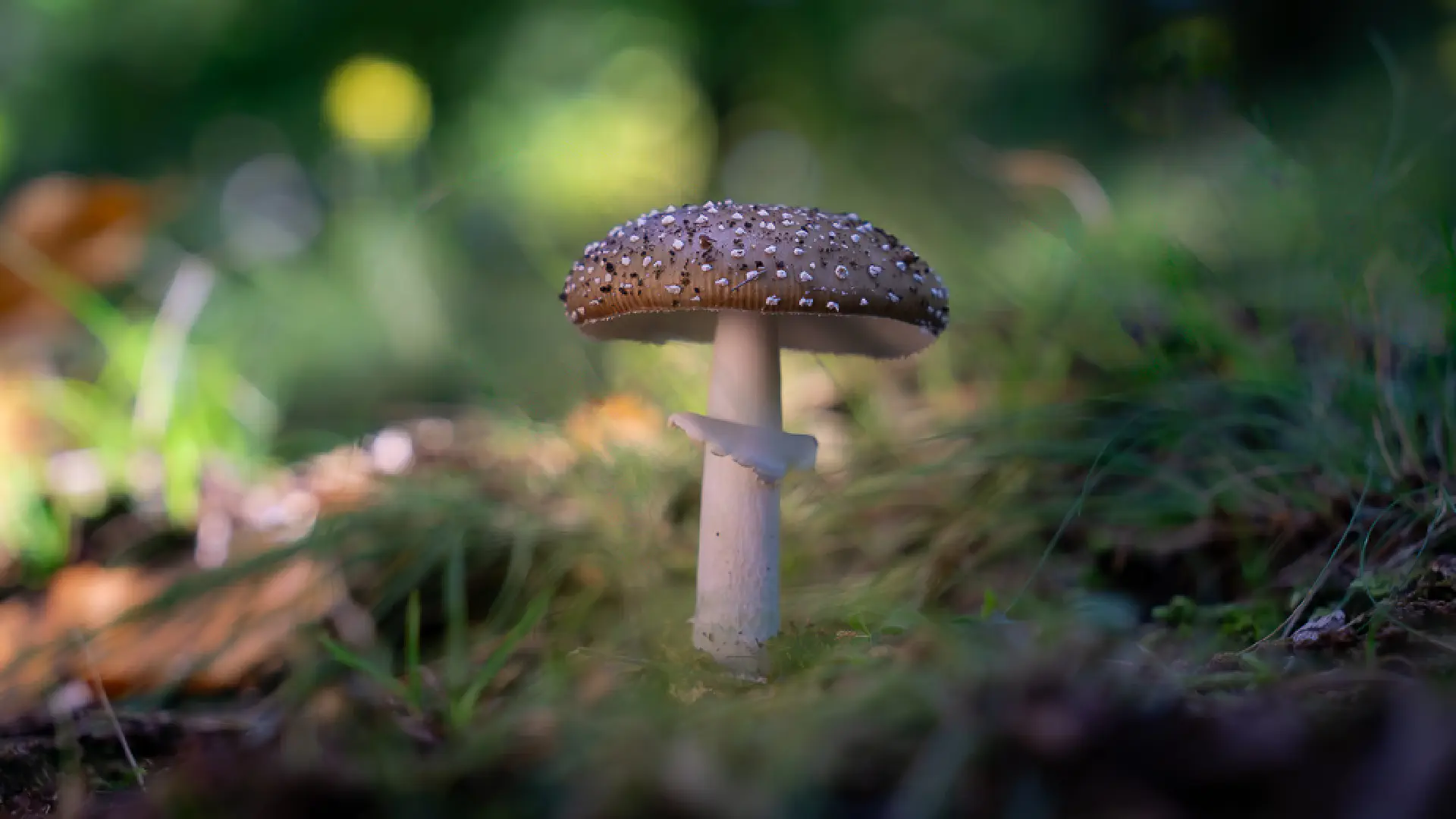 The Panther Cap: Beauty and Danger in Tuscan Forests