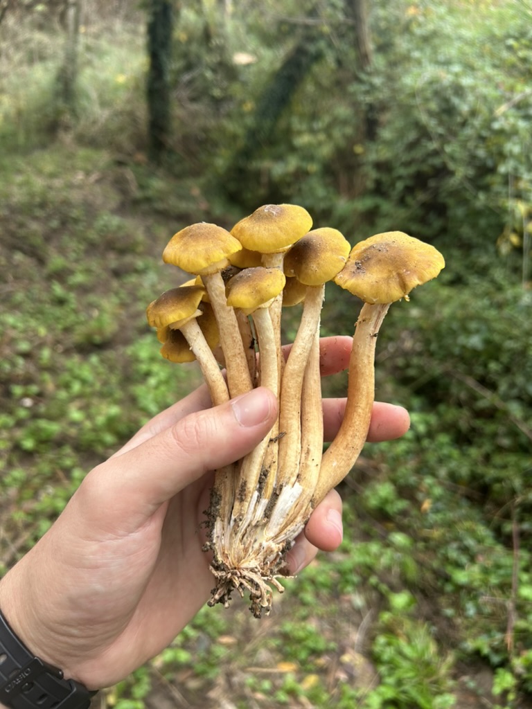 Armillaria Mellea: Tuscany's Most Complicated Mushroom