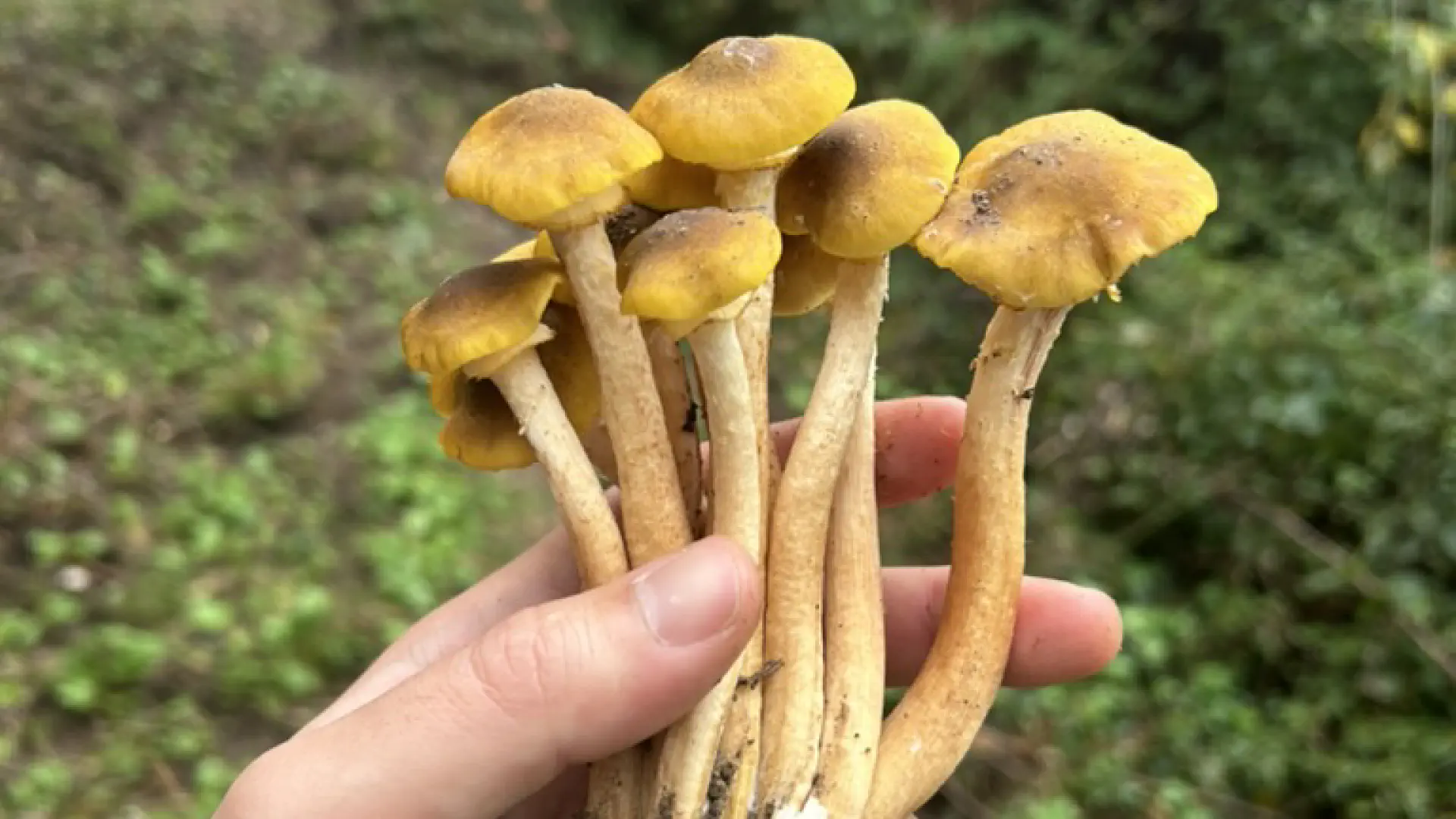 Armillaria Mellea: Tuscany's Most Complicated Mushroom