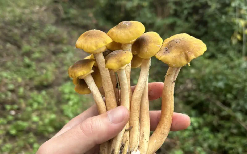 Mycology