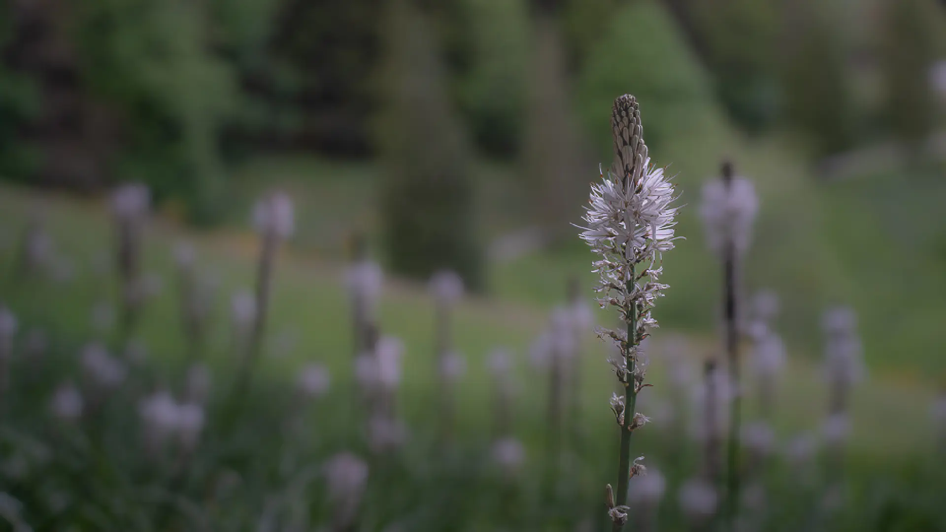 White Asphodel in Tuscany: Where and When It Blooms
