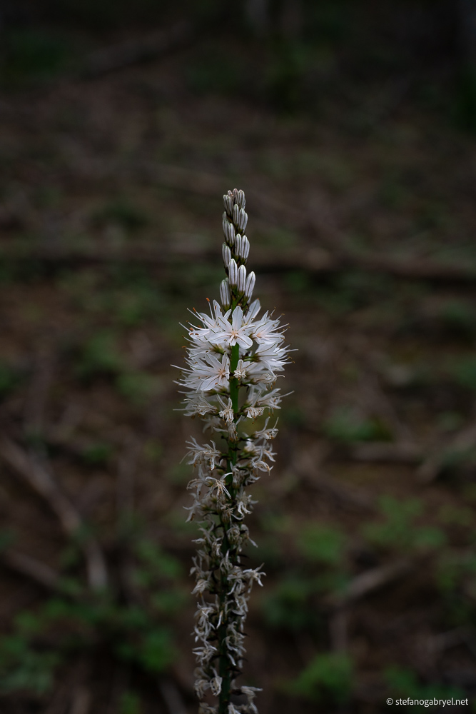 White Asphodel at Riserva Biogenetica Acquerino