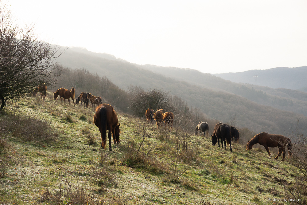 Wild Horses in the Calvana range