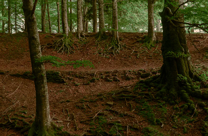 beeches at riserva acquerino