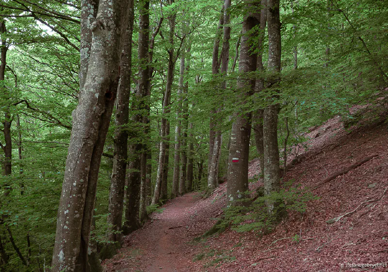 Path in the Forest Beeches at Acquerino