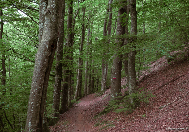 Path in the Forest Beeches at Acquerino