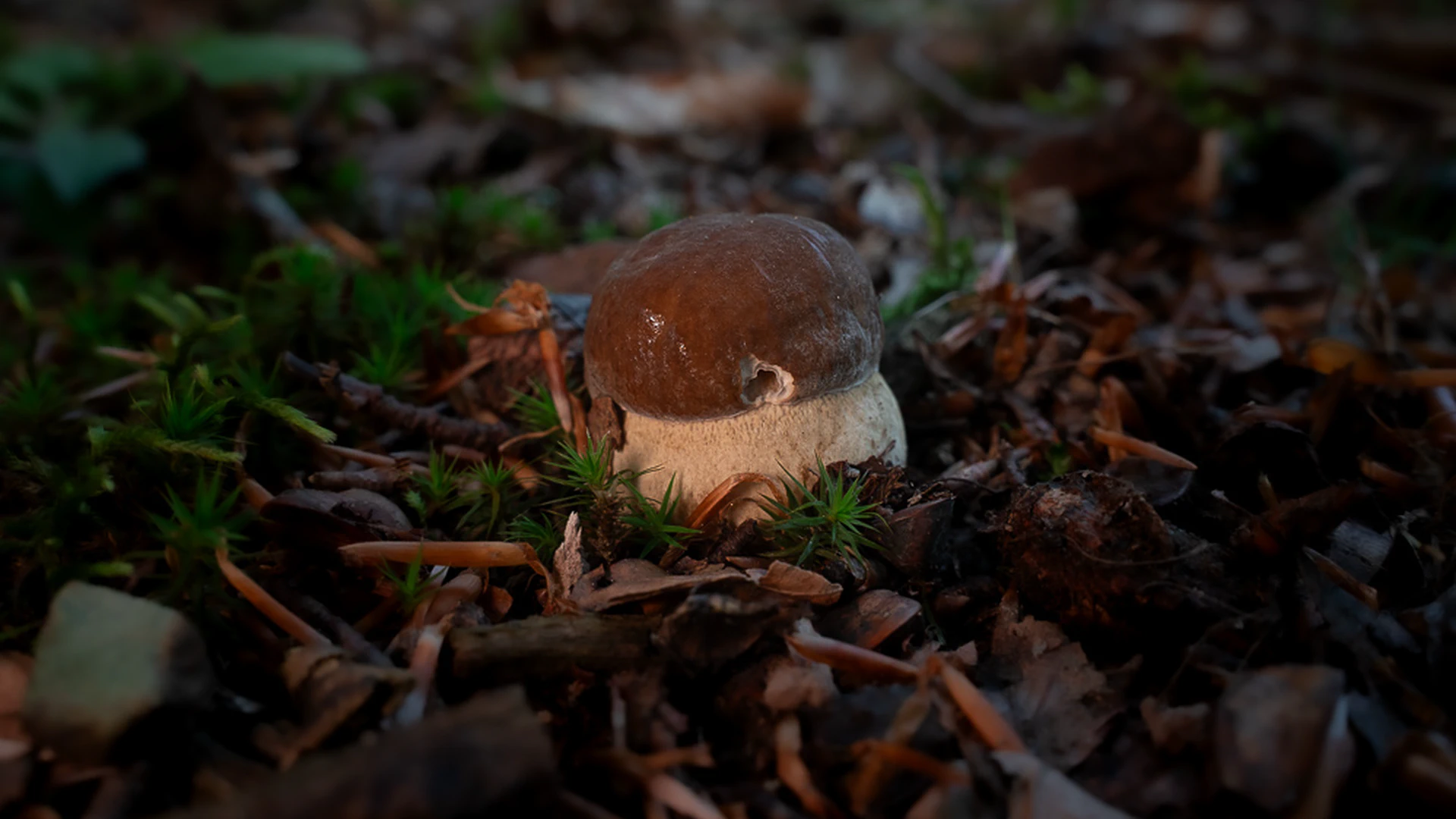 Boletus Edulis: Tuscany's Most Prized Mushroom