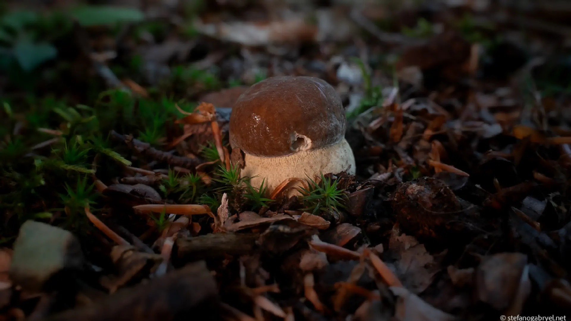 Boletus Edulis: Tuscany's Most Prized Mushroom