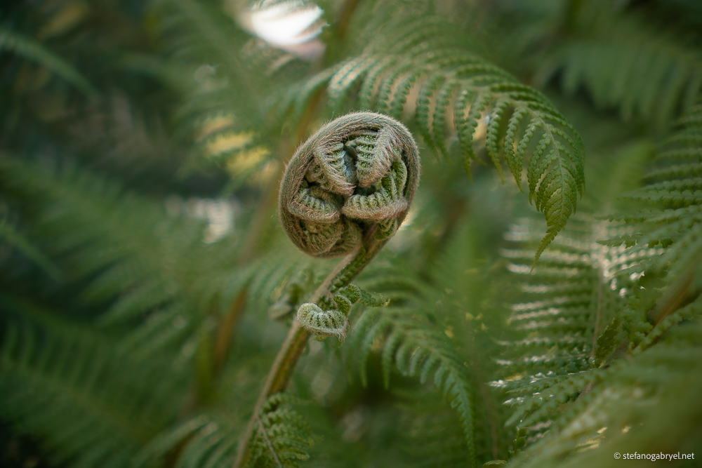 Bracken Fern in Tuscany: A Sign of Porcini Country