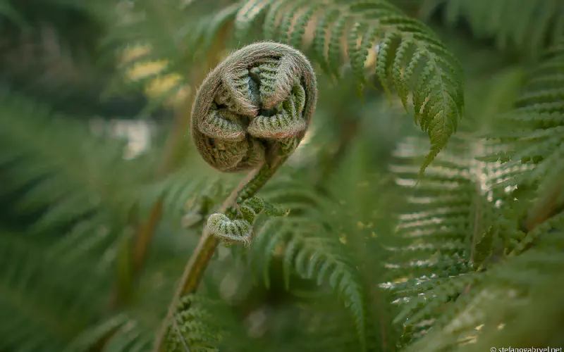 Trees and Flora