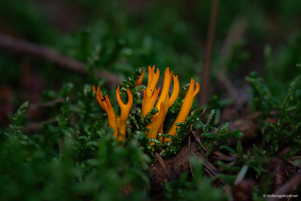 Calocera Viscosa: The Yellow Stagshorn of Acquerino's Pine Stumps
