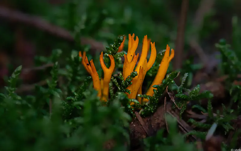 Mycology