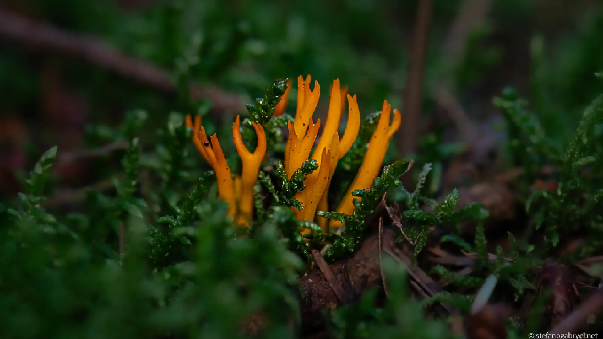Yellow Stagshorn Fungus: Not a Chanterelle