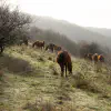 calvana-wild-horses.jpg