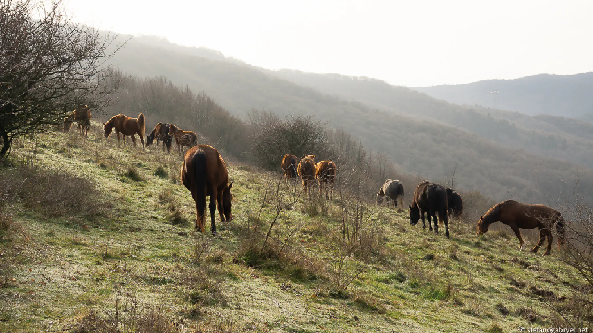 Cavalli selvaggi e crinali aperti: la Calvana