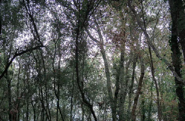 castelvecchio ancient village ruins near san gimignano4