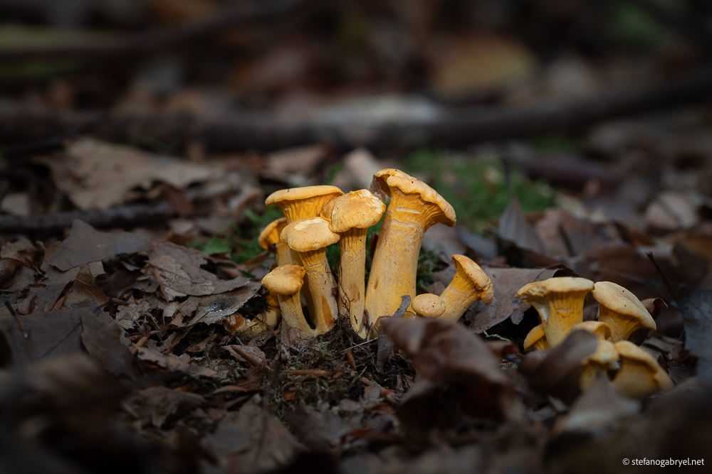 Chanterelles in Tuscany: Hunting the Golden Mushroom