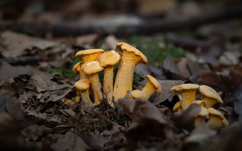 Mycology