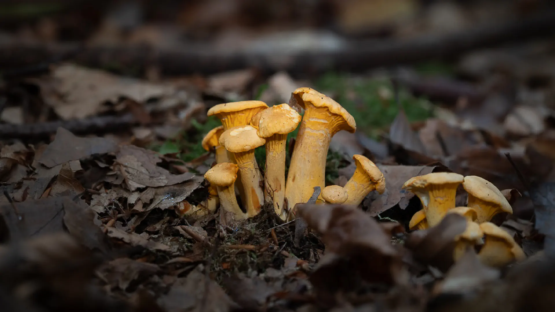 Chanterelles in Tuscany: Hunting the Golden Mushroom