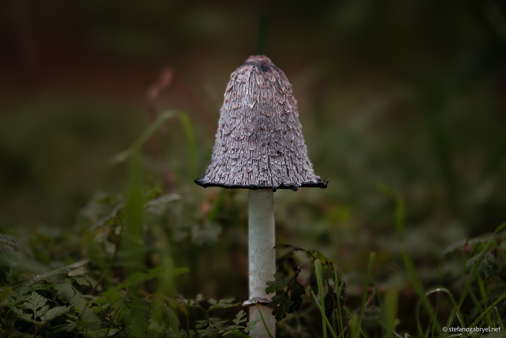 coprinus-comatus.jpg