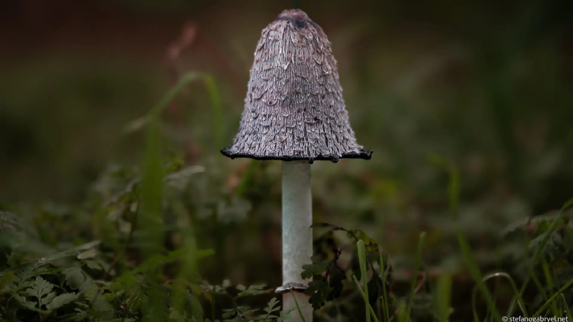 Coprinus Comatus: The Melting Mushroom of Tuscan Trails