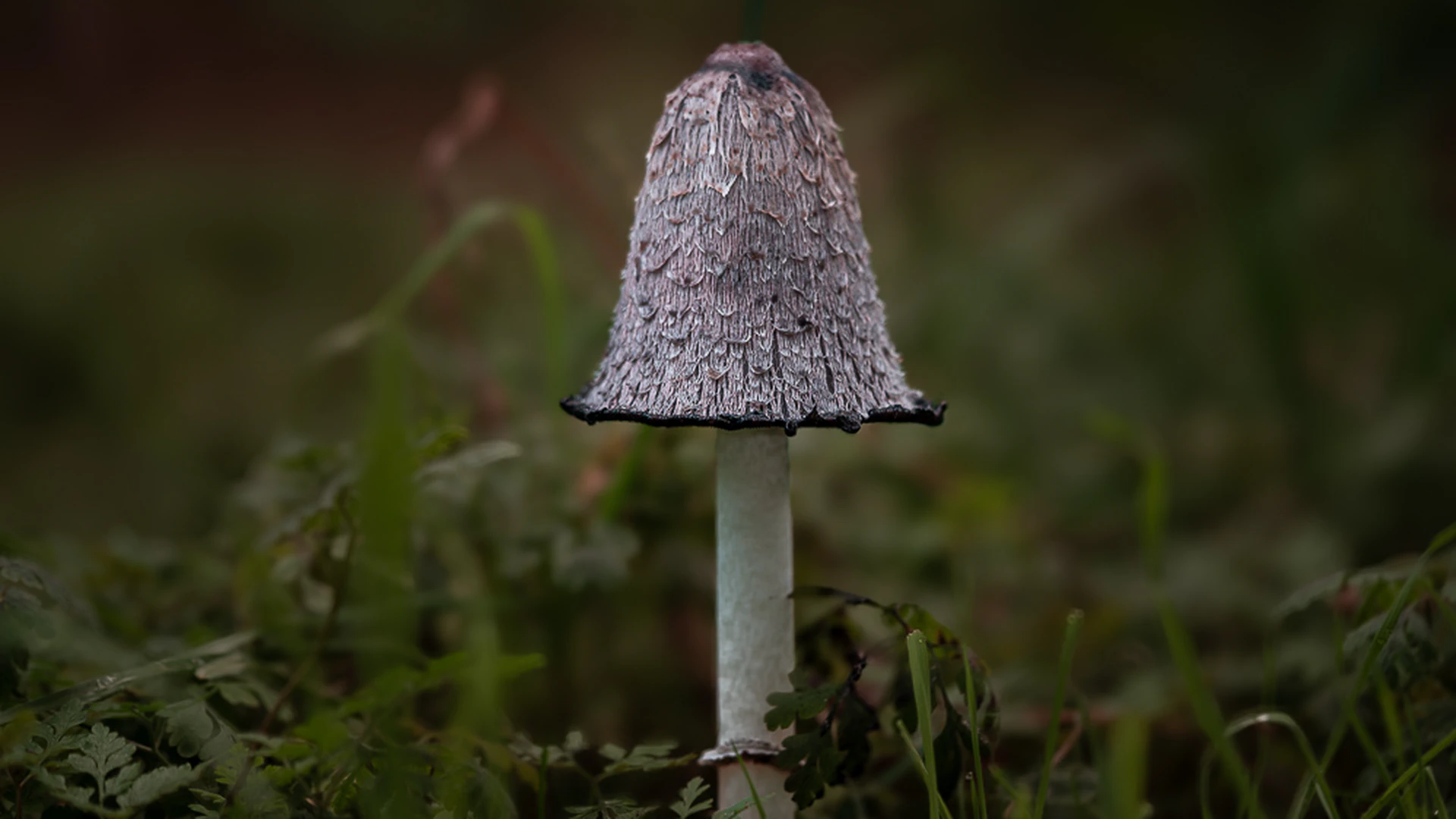 Coprinus Comatus: The Melting Mushroom of Tuscan Trails