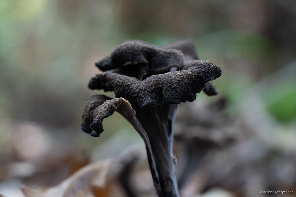 black-trumpet.jpg
