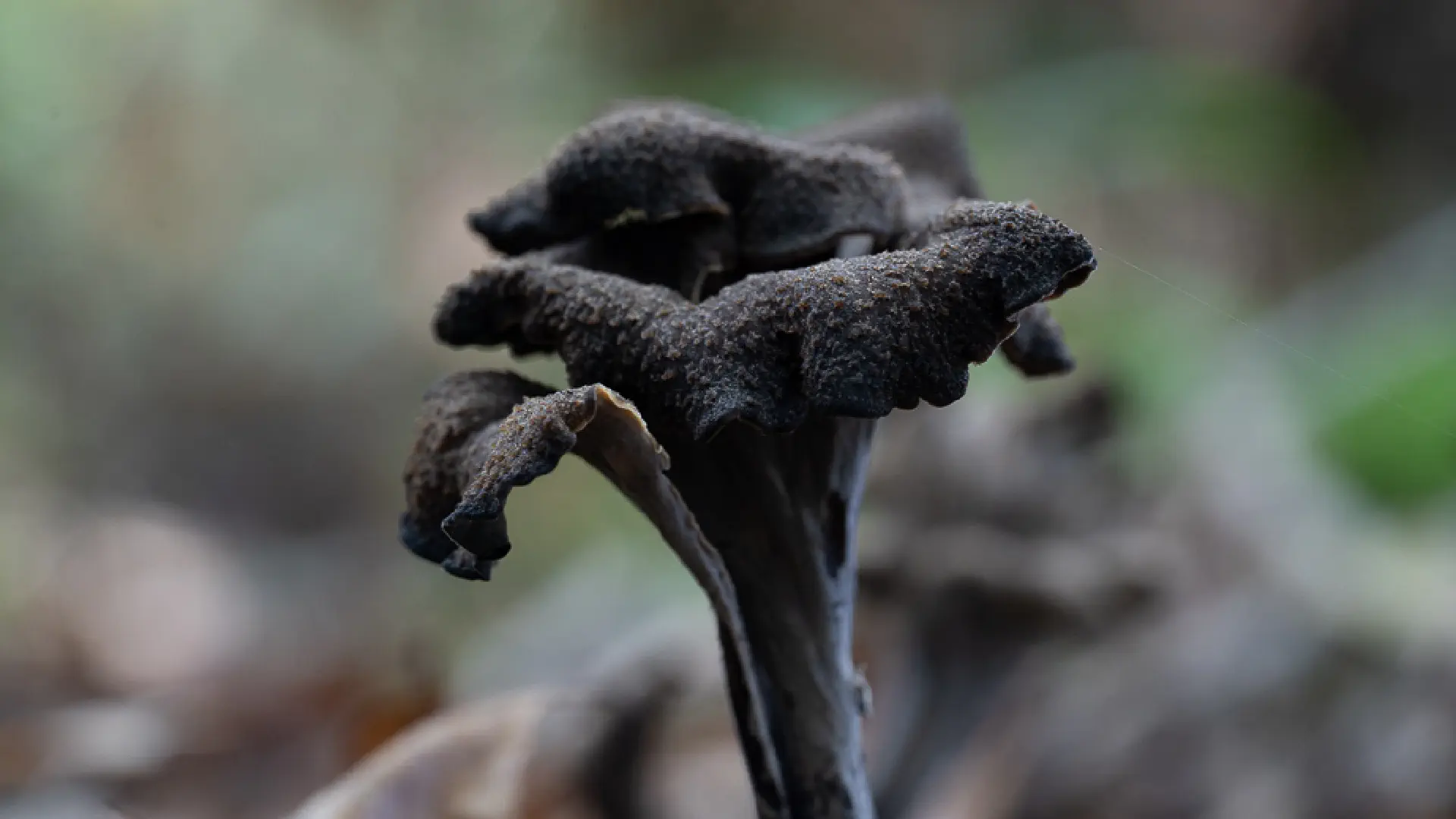 Craterellus Cornucopioides: The Black Trumpet