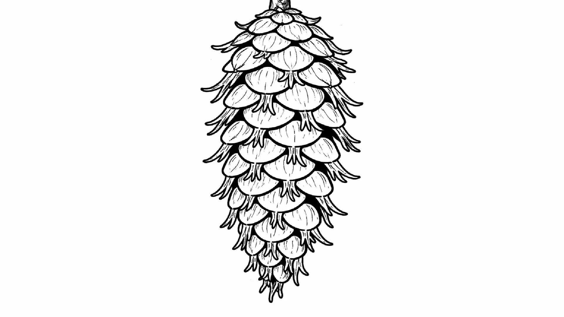 Douglas Fir at Acquerino: North America in Tuscany