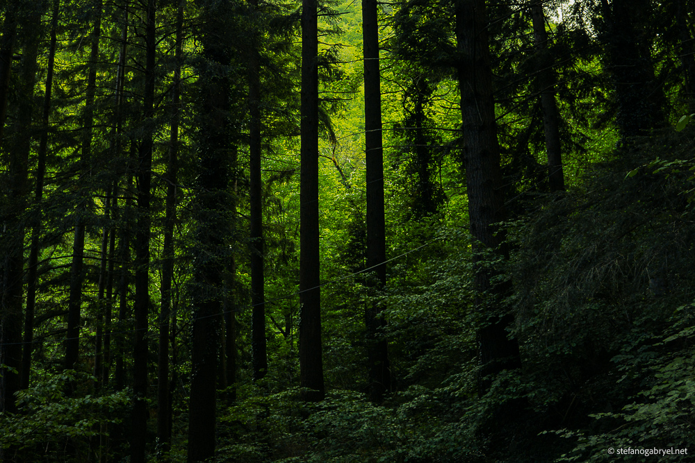Douglas Fir forest at Riserva Biogenetica Acquerino