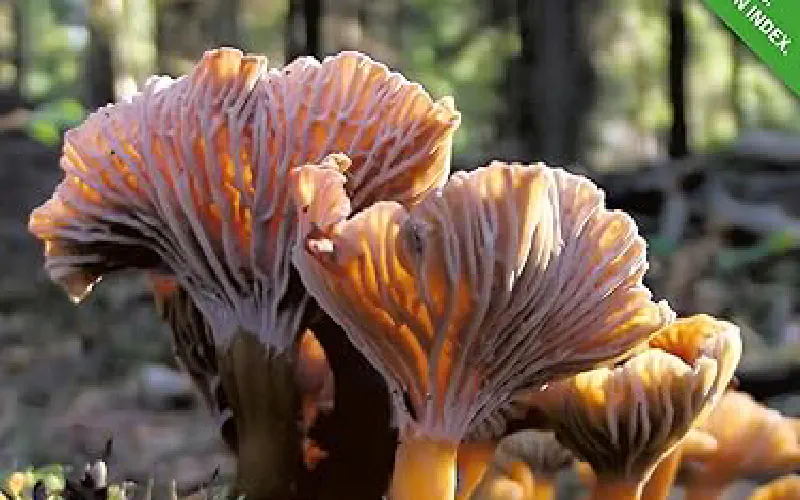 Mycology