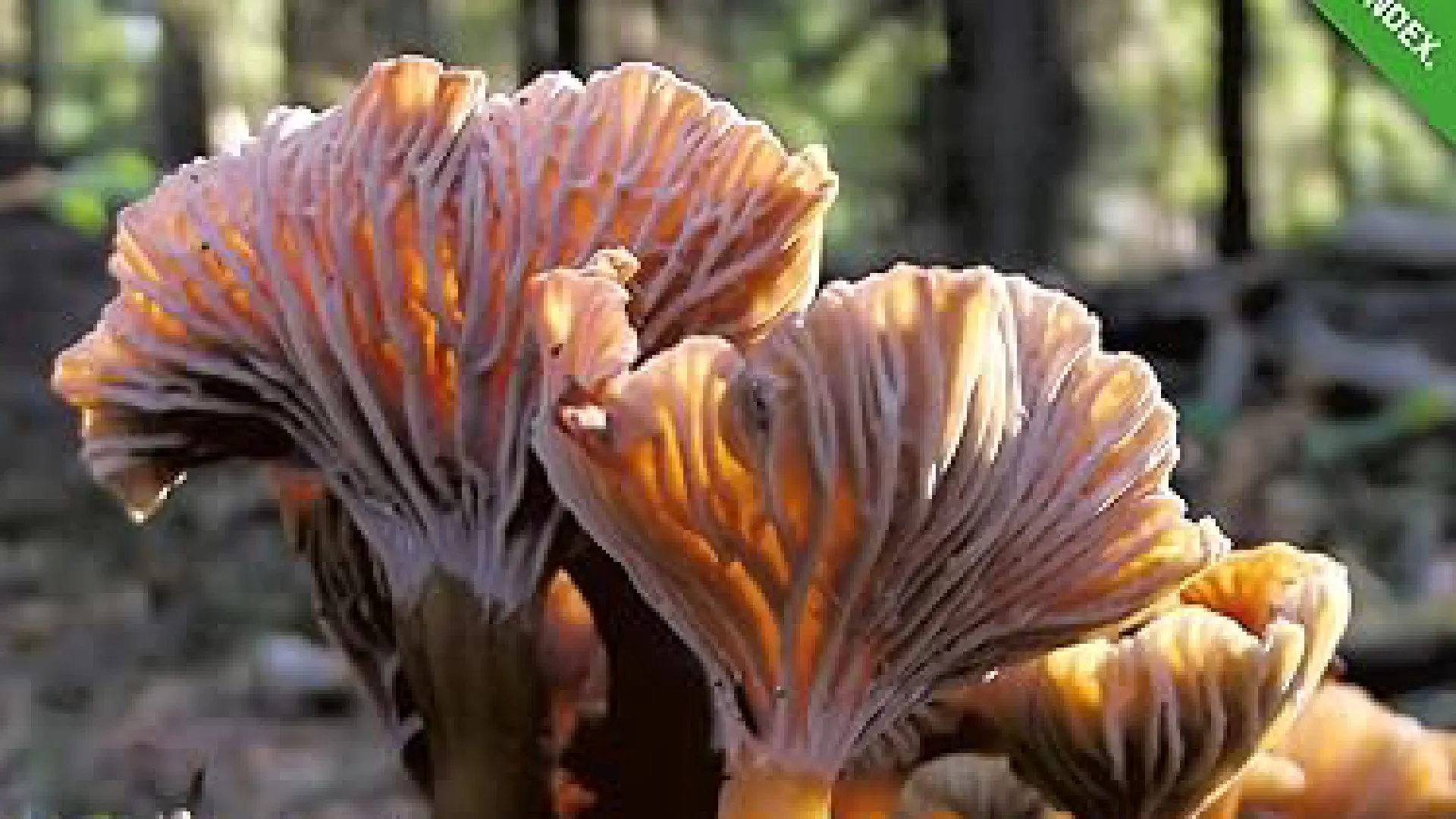 The Mushroom Book I Still Recommend for Foraging