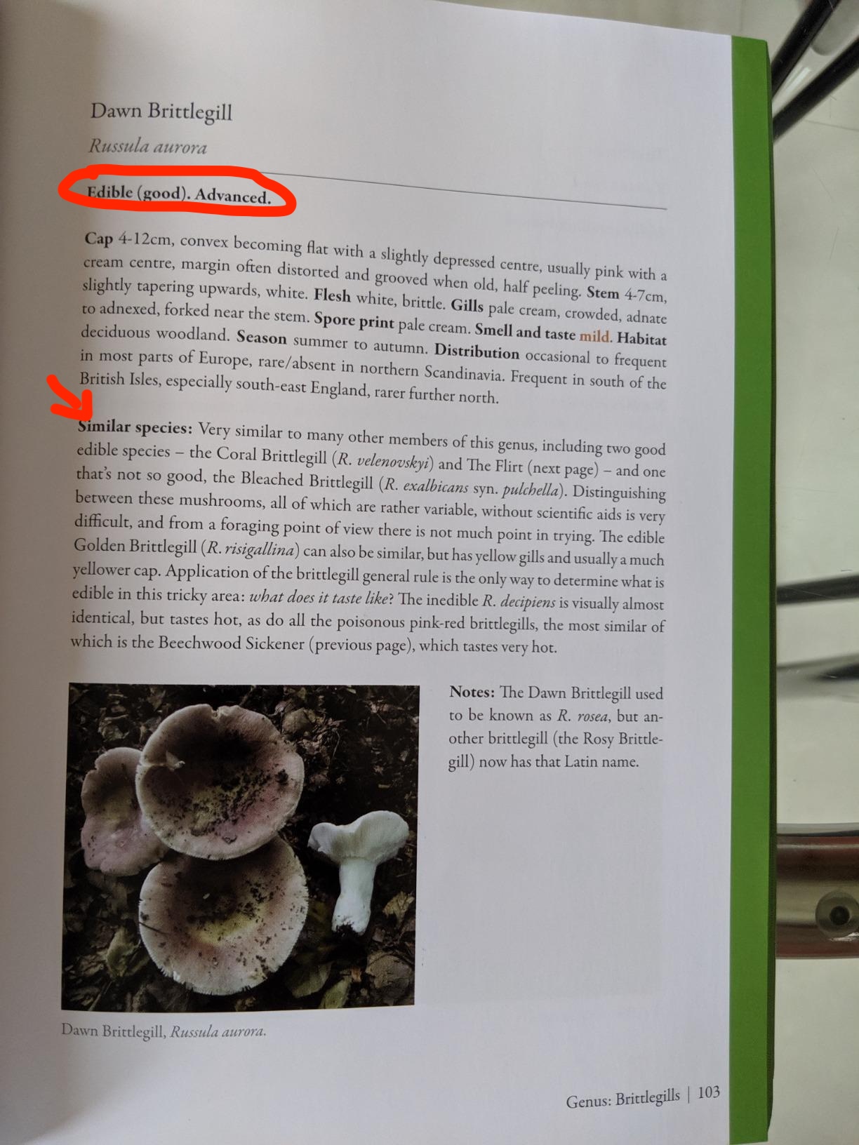 page example from edible mushrooms by geoff dann